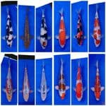 Koi Import Jepang Paket 12 Ekor Super Spesial 29-58cm