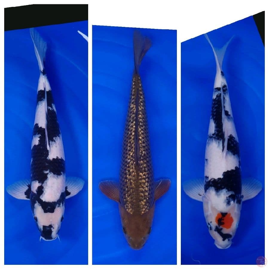 Koi Import Jepang Paket 12 Ekor Super Spesial 29-58cm