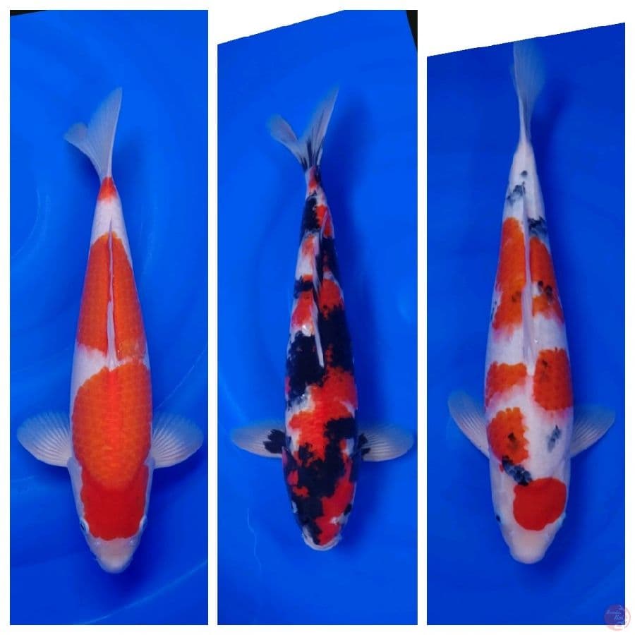 Koi Import Jepang Paket 12 Ekor Super Spesial 29-58cm