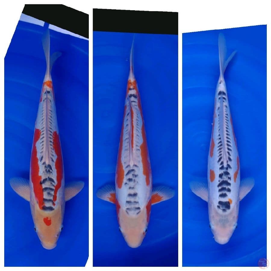 Koi Import Jepang Paket 12 Ekor Super Spesial 29-58cm