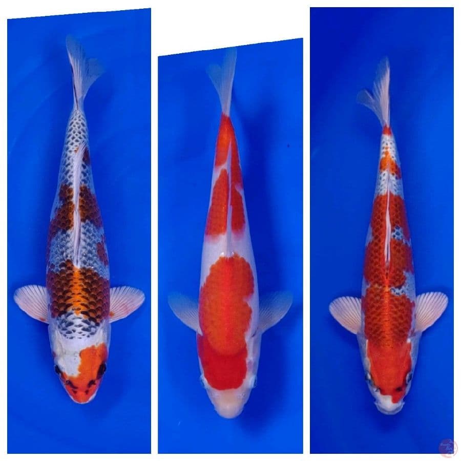 Koi Import Jepang Paket 12 Ekor Super Spesial 29-58cm