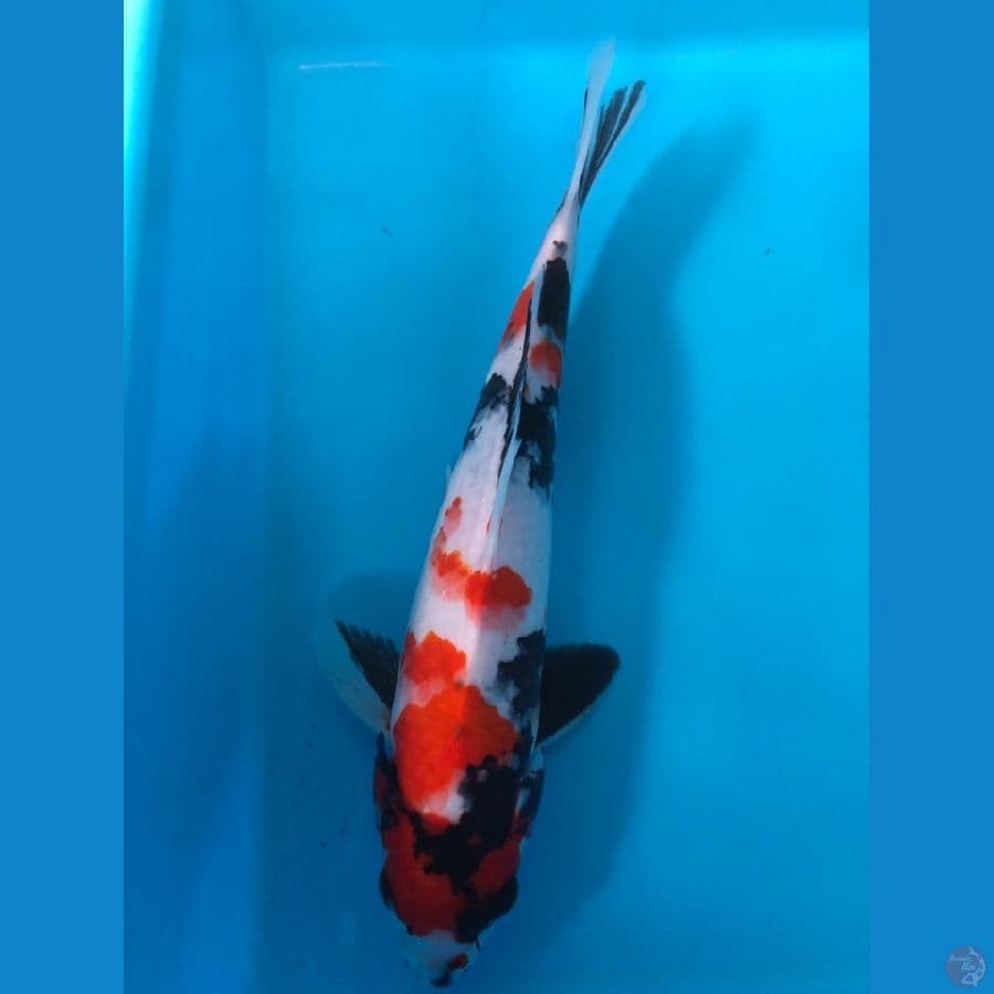 showa 30cm male