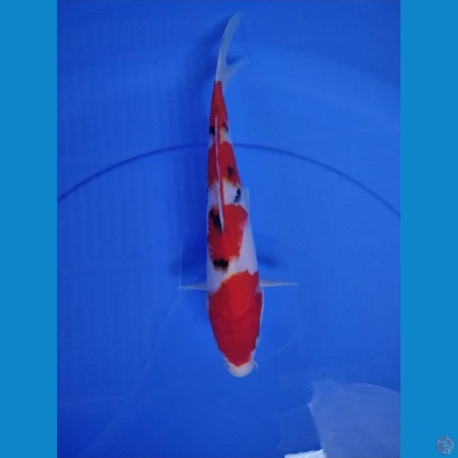 SANKE 21 CM