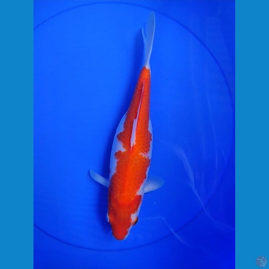 KOHAKU 28 CM