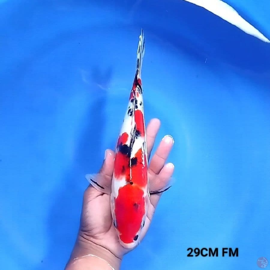 Sanke 29Cm FeMale
