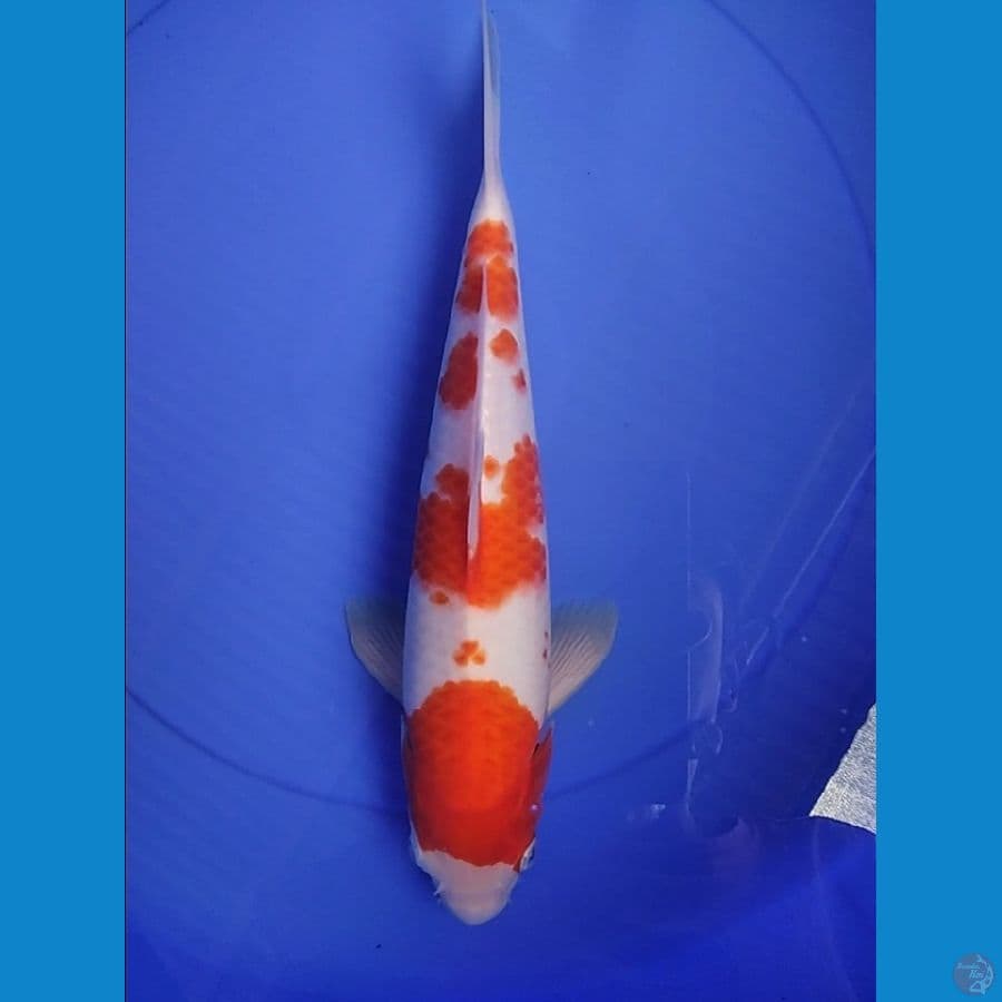 KOHAKU 34 CM HQ