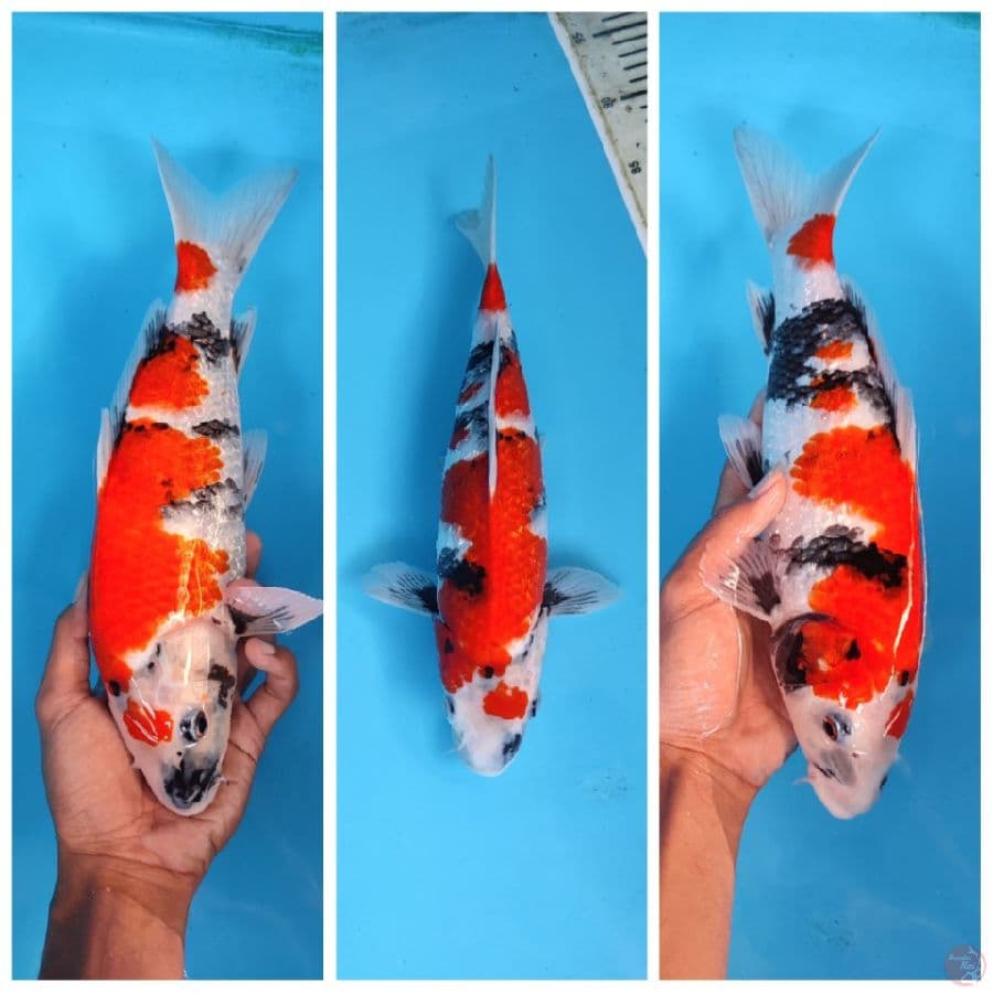GINDRIN B SHOWA SQ 33CM ORIGINAL