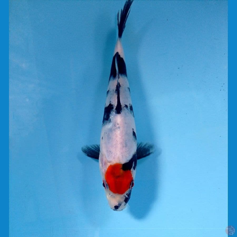 tancho showa 18 cm