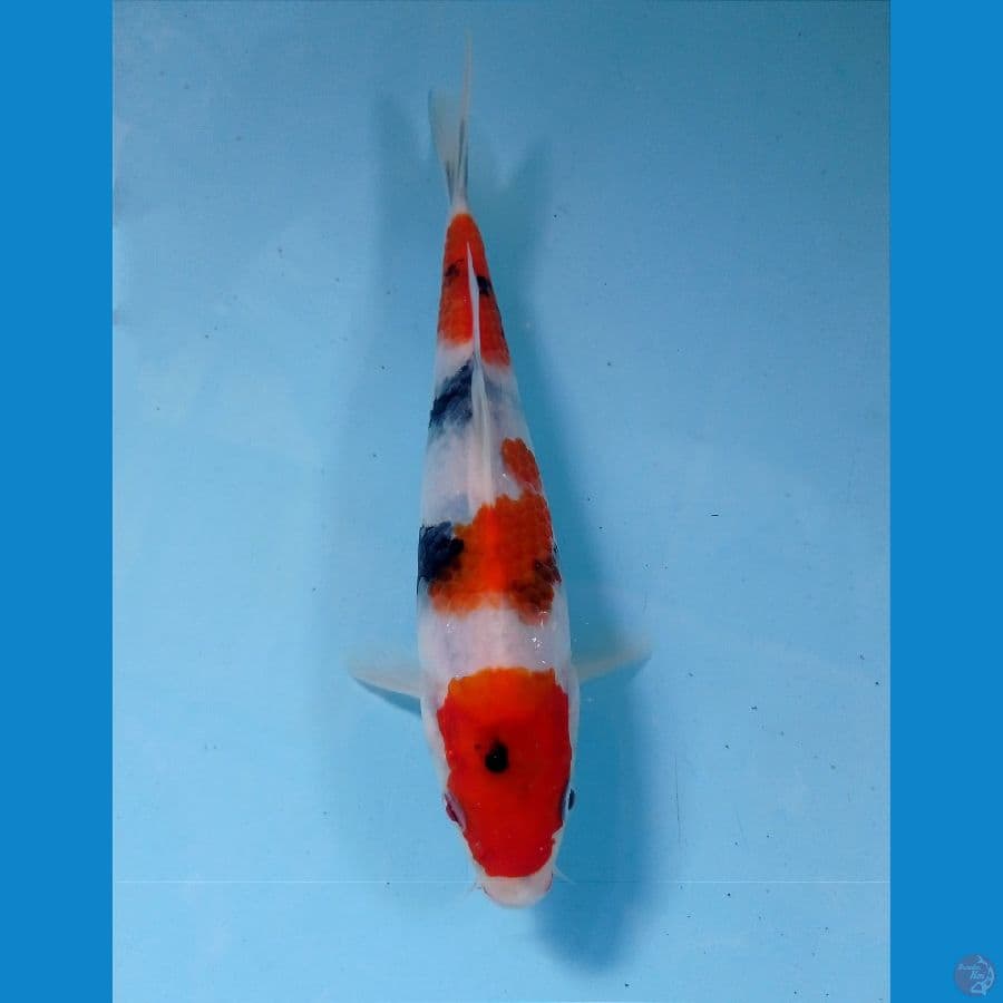 showa 17 cm