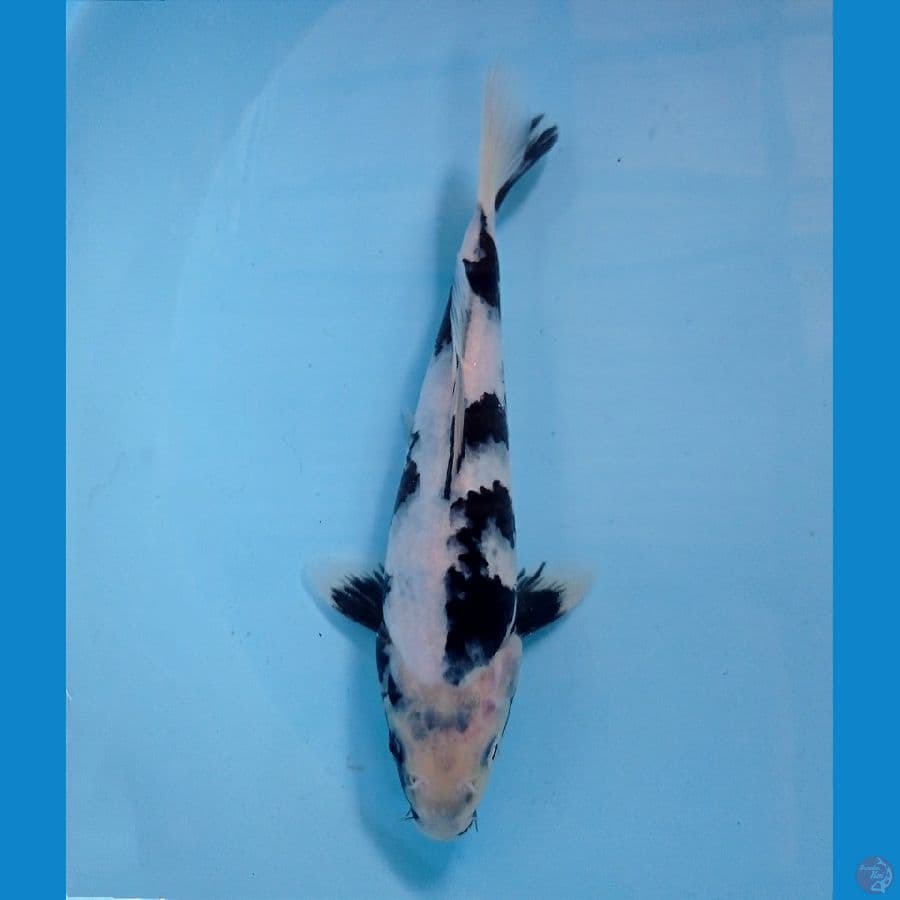 shiro 21 cm