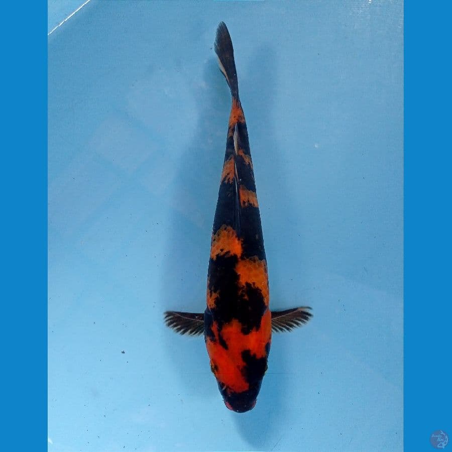 utsuri 21 cm