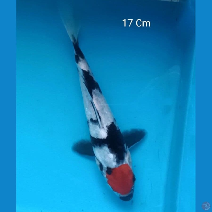 Tancho Showa 17 Cm