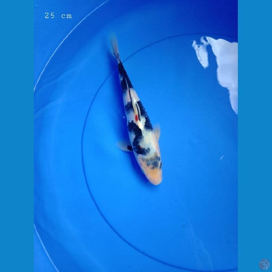 Shiro 25 cm