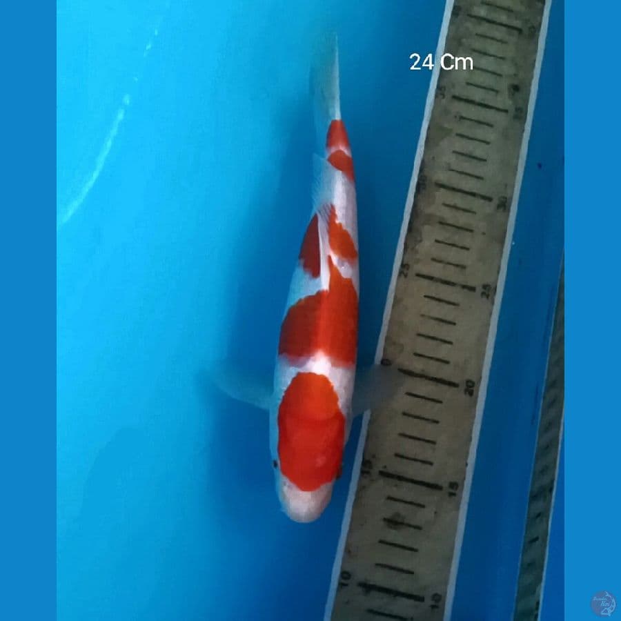 Kohaku 24 Cm