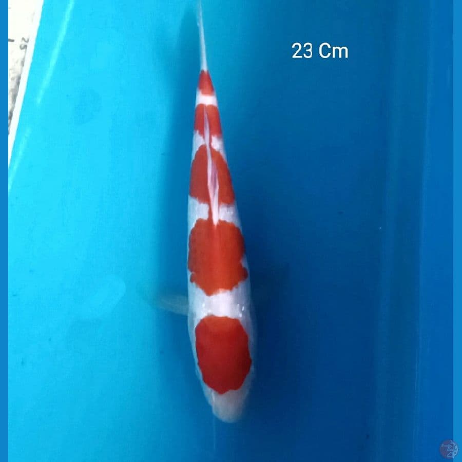 Kohaku 23 Cm