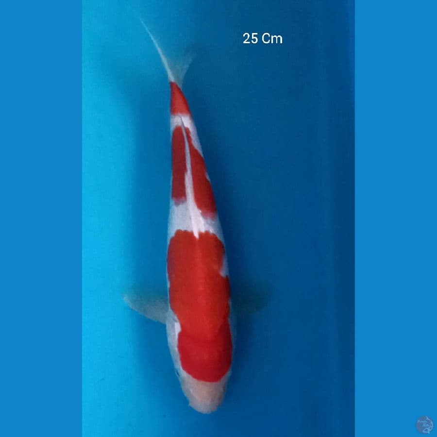 Kohaku 25 Cm