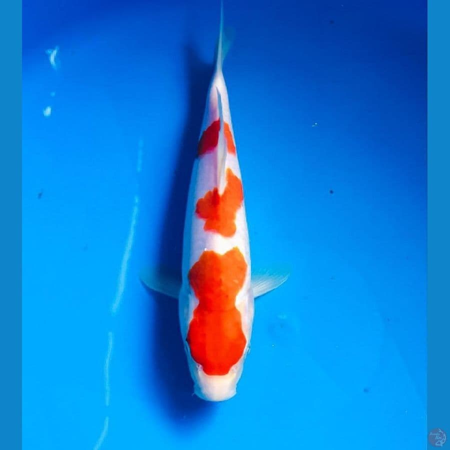 kohaku 26cm
