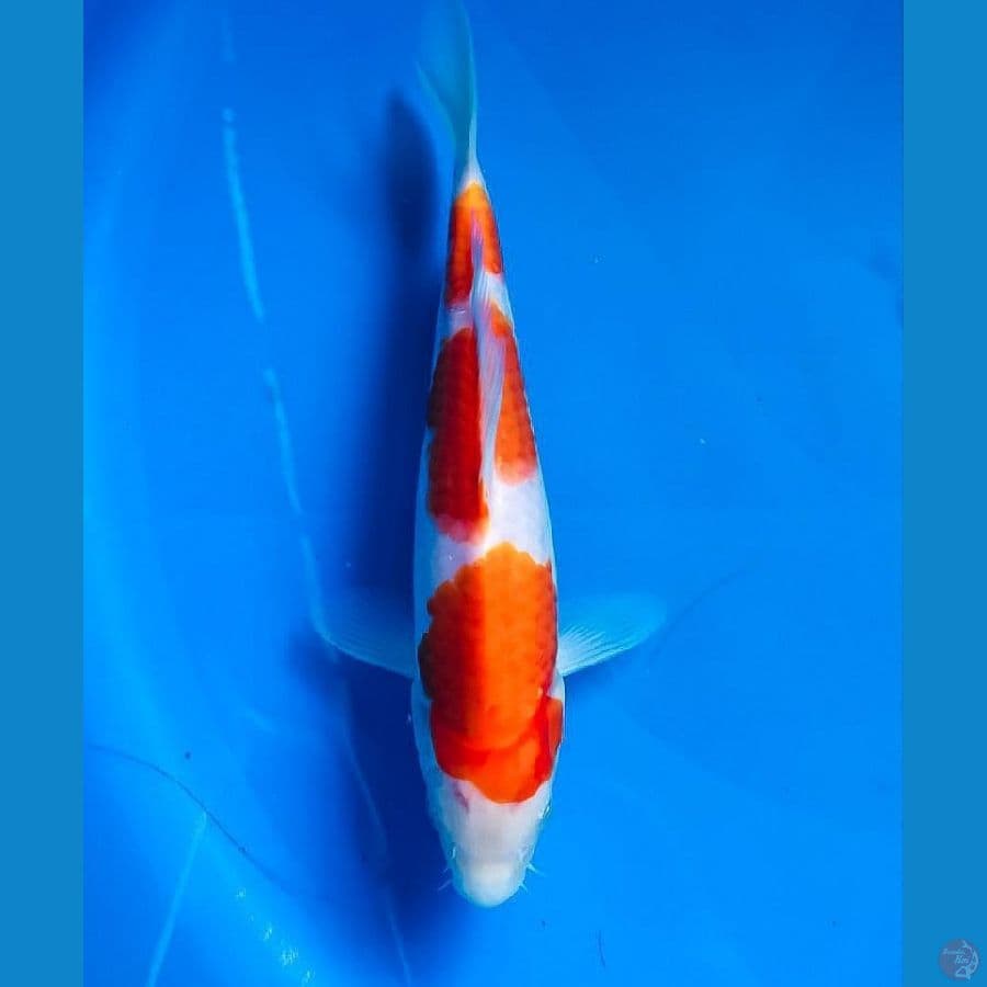 kohaku 22cm