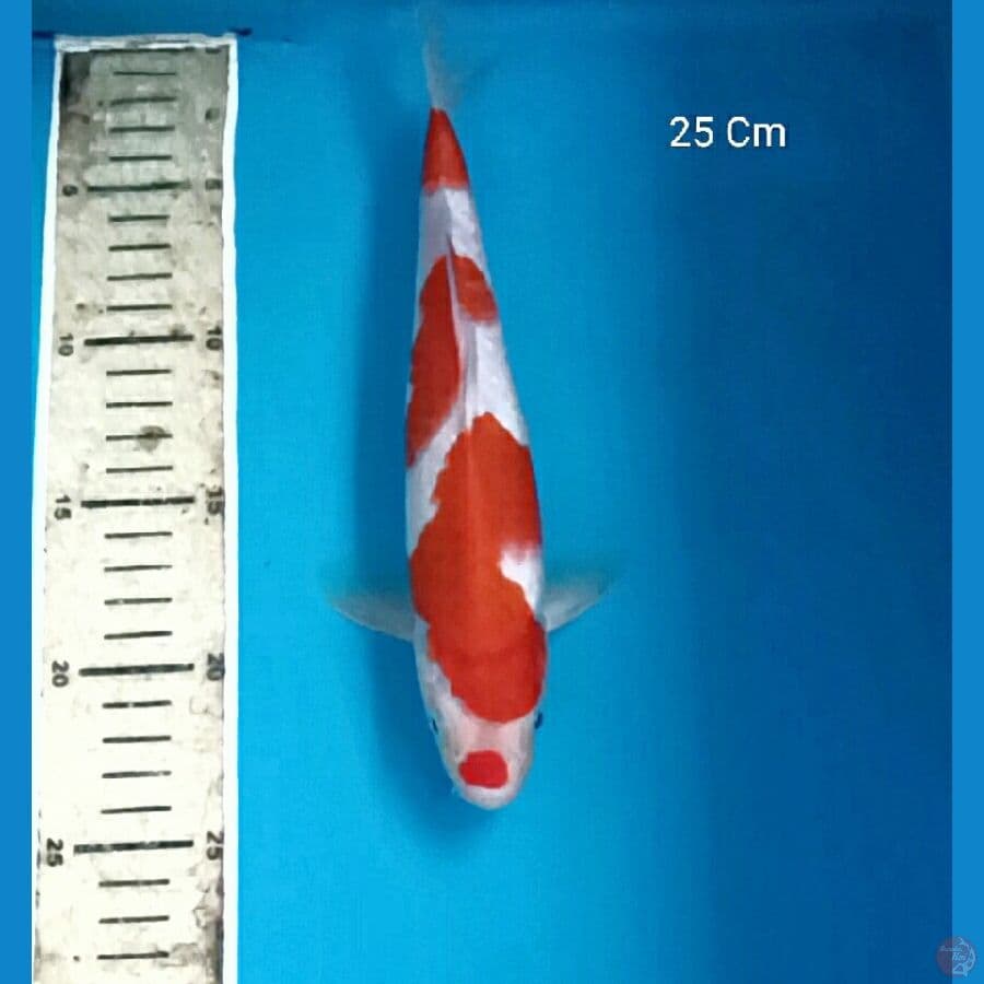 Kohaku 25 Cm