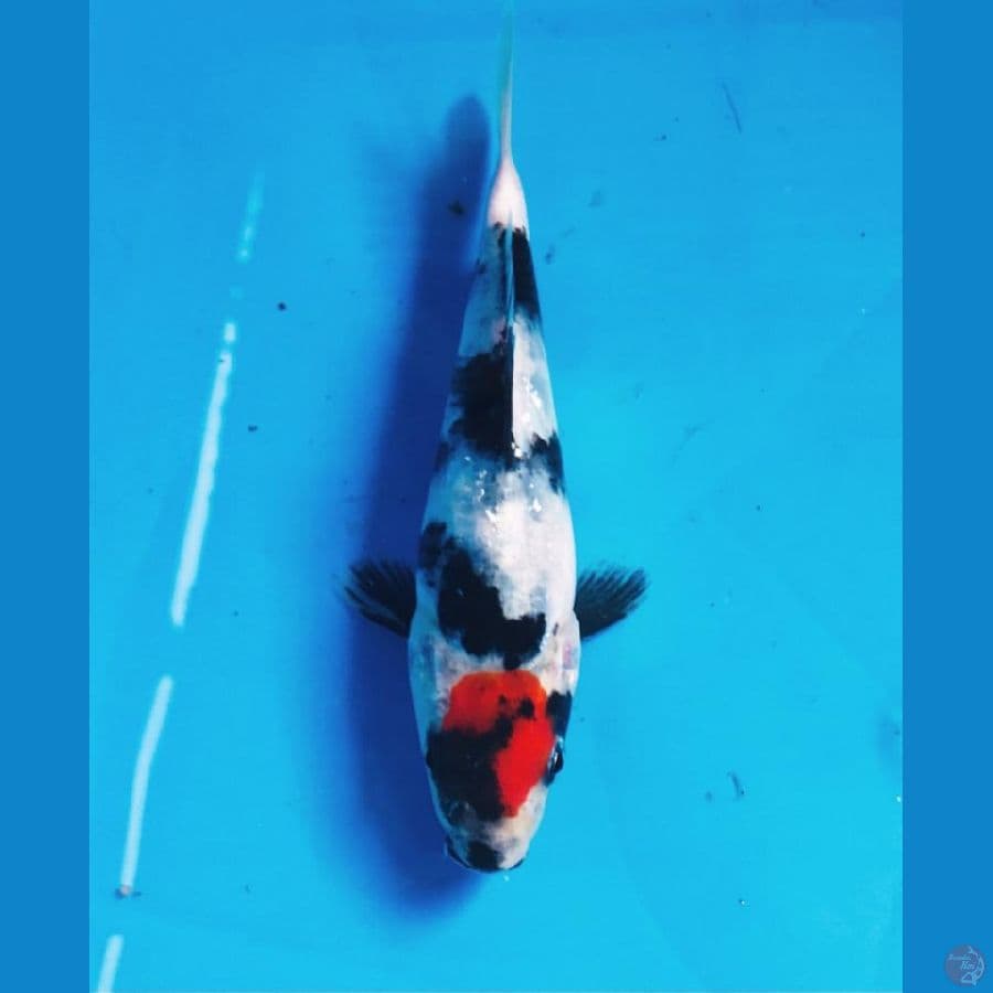tancho showa 15cm