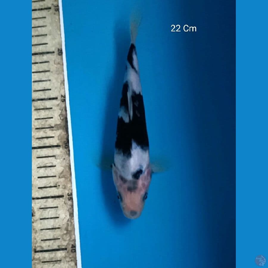 Shiro 22 Cm