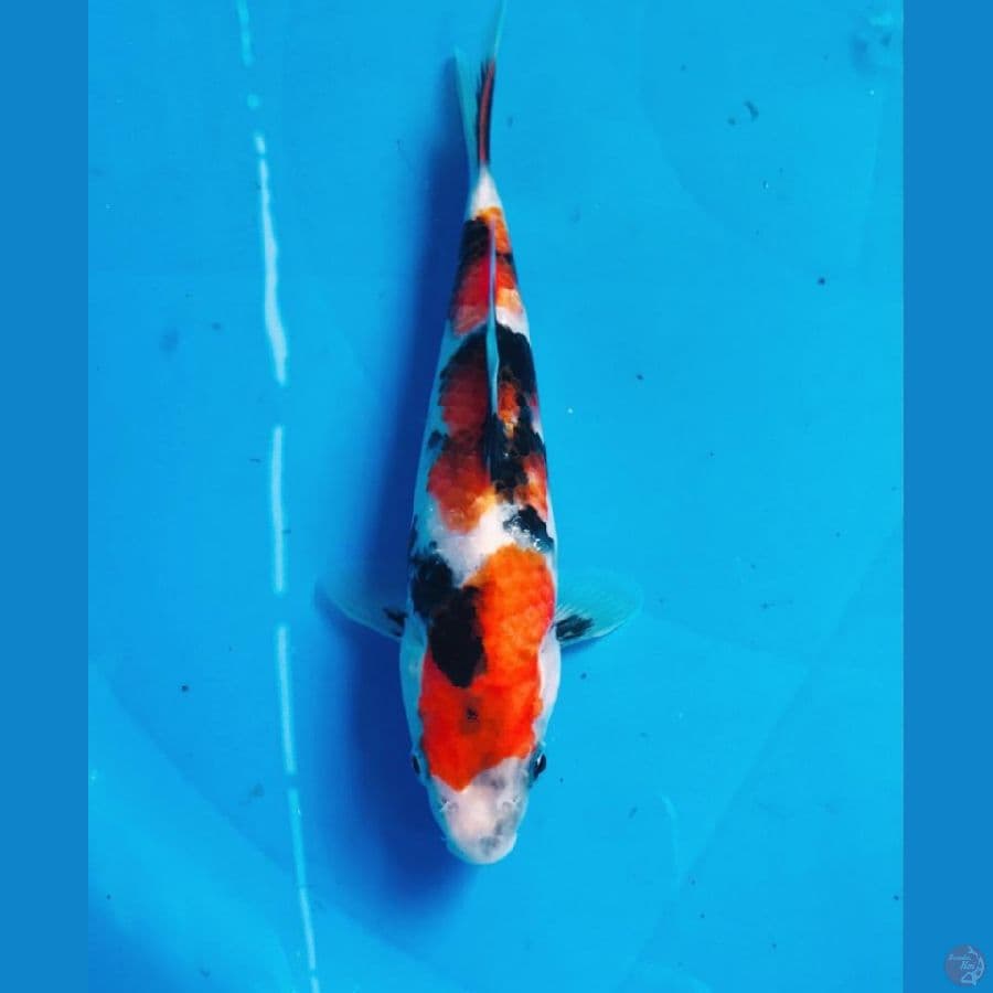 showa 18cm