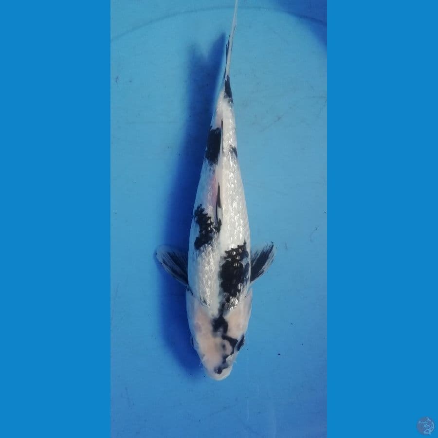 shiro ginrin 30cm, male
