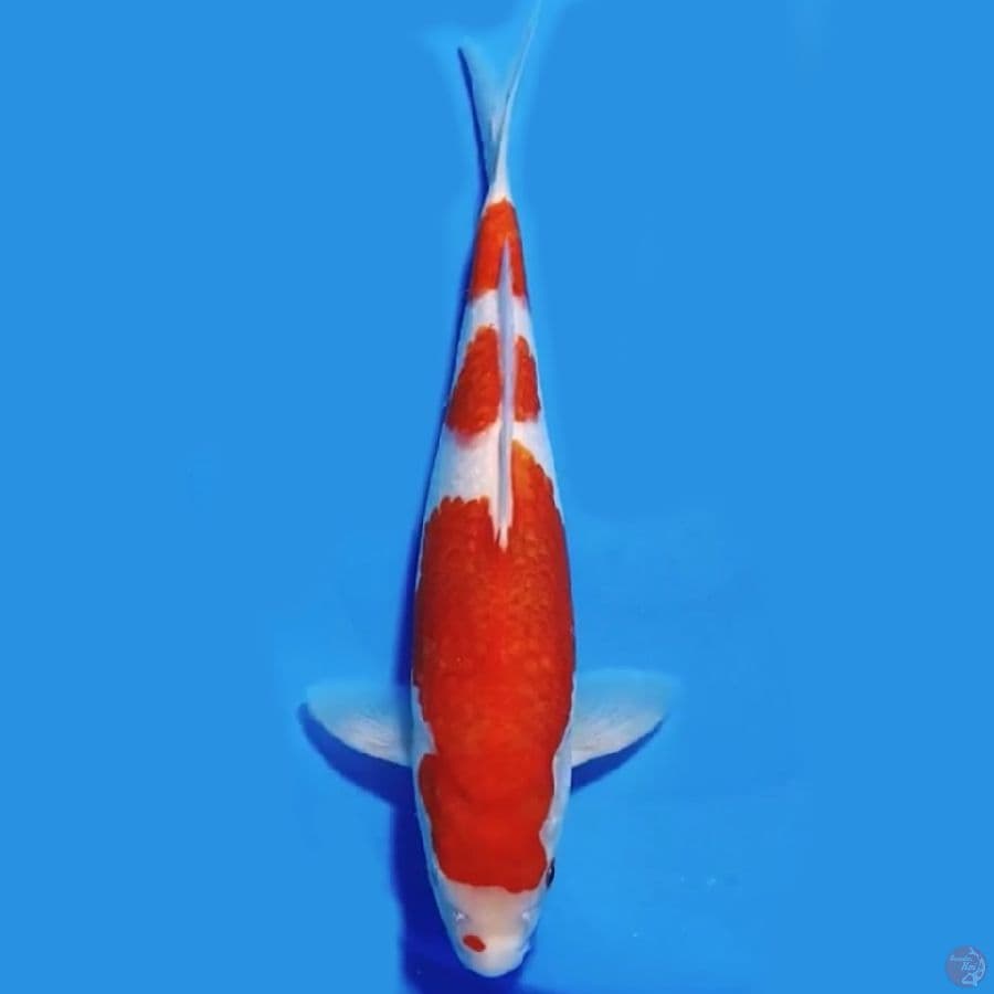 SANDAN KOHAKU ORI (HQ) 30cm Male