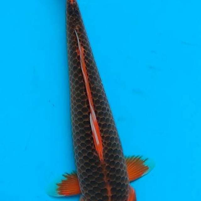 Akamatsuba 35cm F1