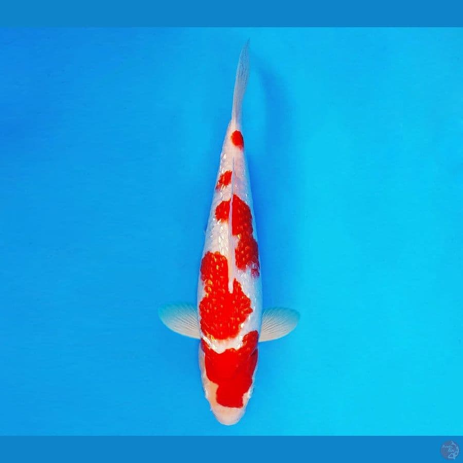 KENZEI 2 ~ Kihaku Gin Rin 28 cm/male ™