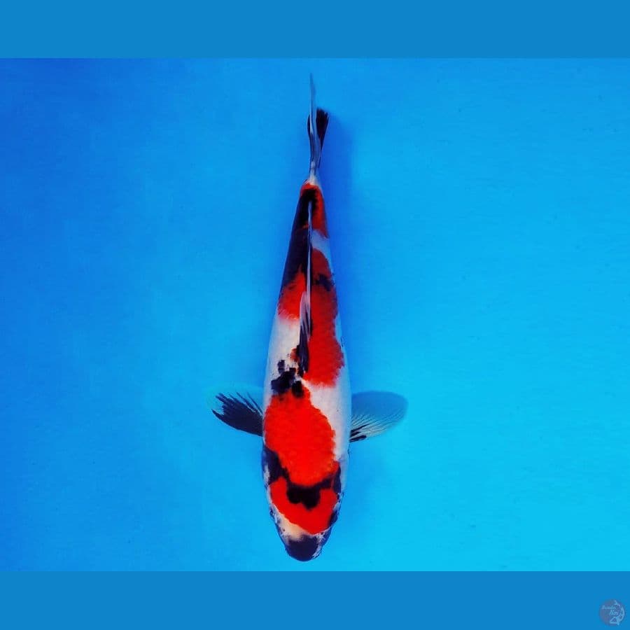 KENZEI 5 ~ Showa Evolution 27 cm/male ™