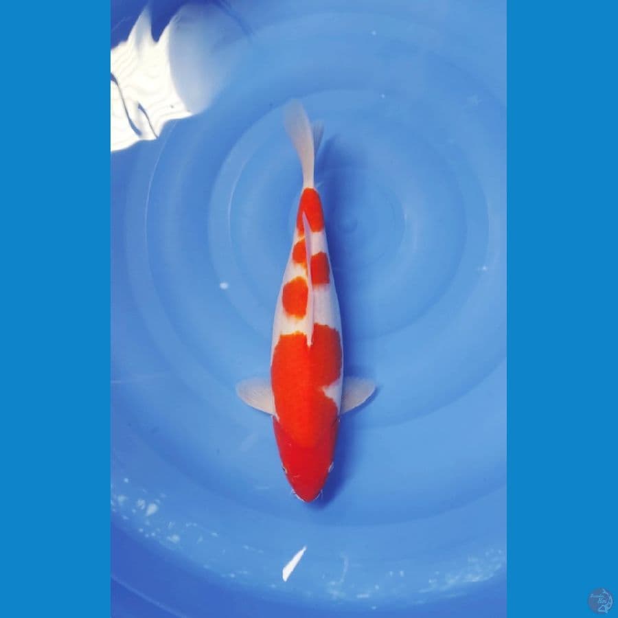 38 CM - MENKABURI CAKEP