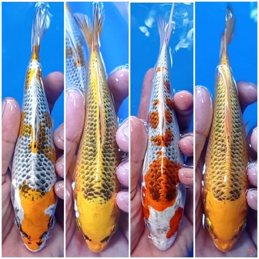 15-22 cm mik 4 ekor