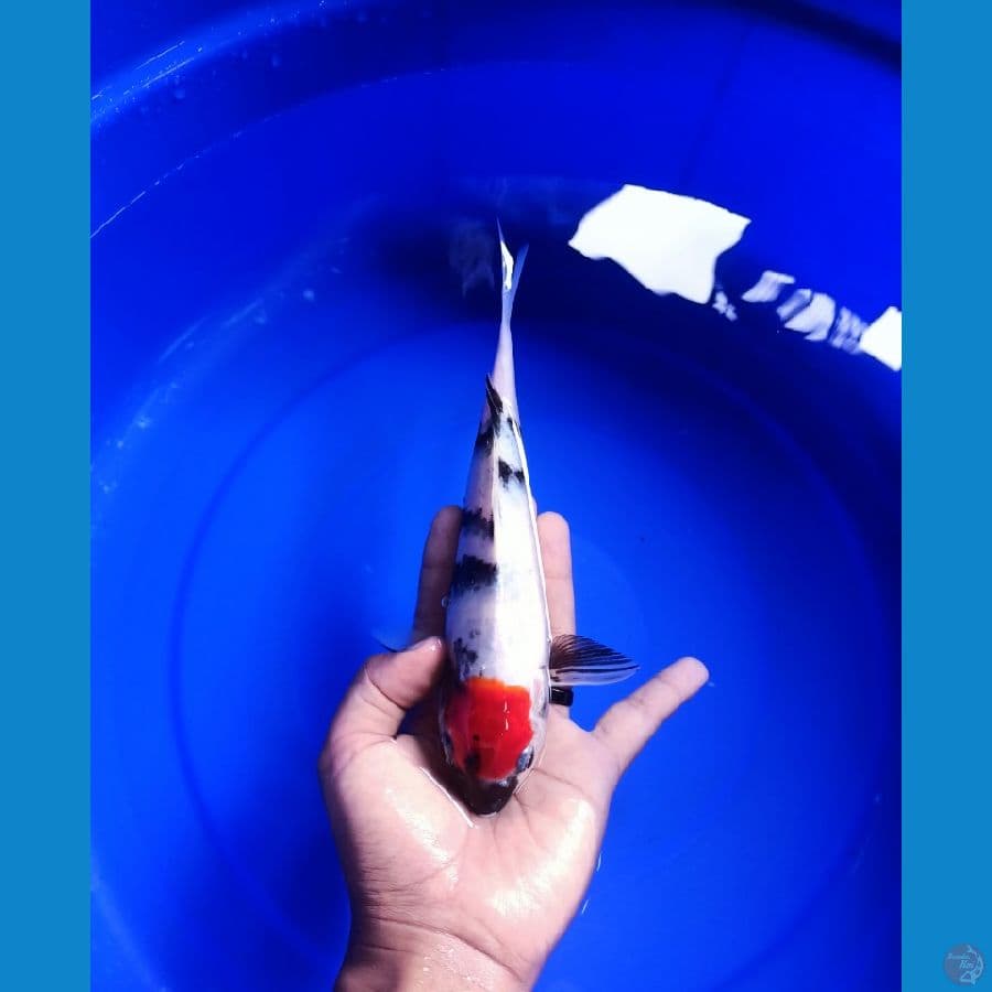 25cm jantan