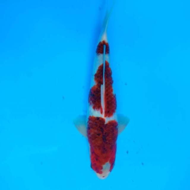 Budo Goromo