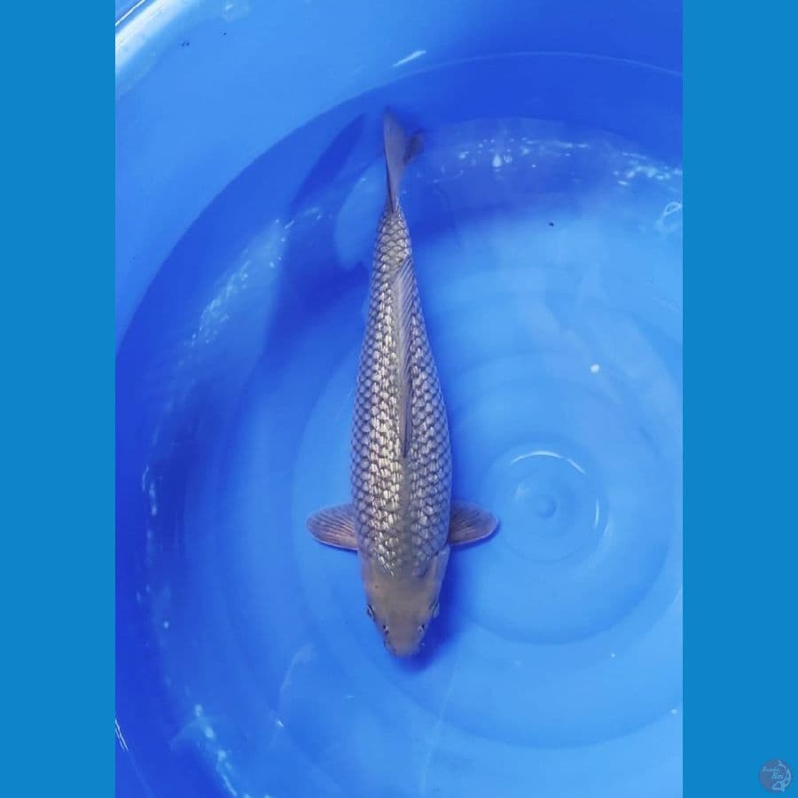 Asahi_π£ Suragoi 48cm