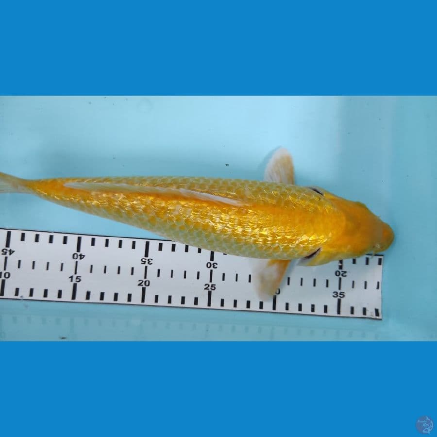 30cm karasi ginrin