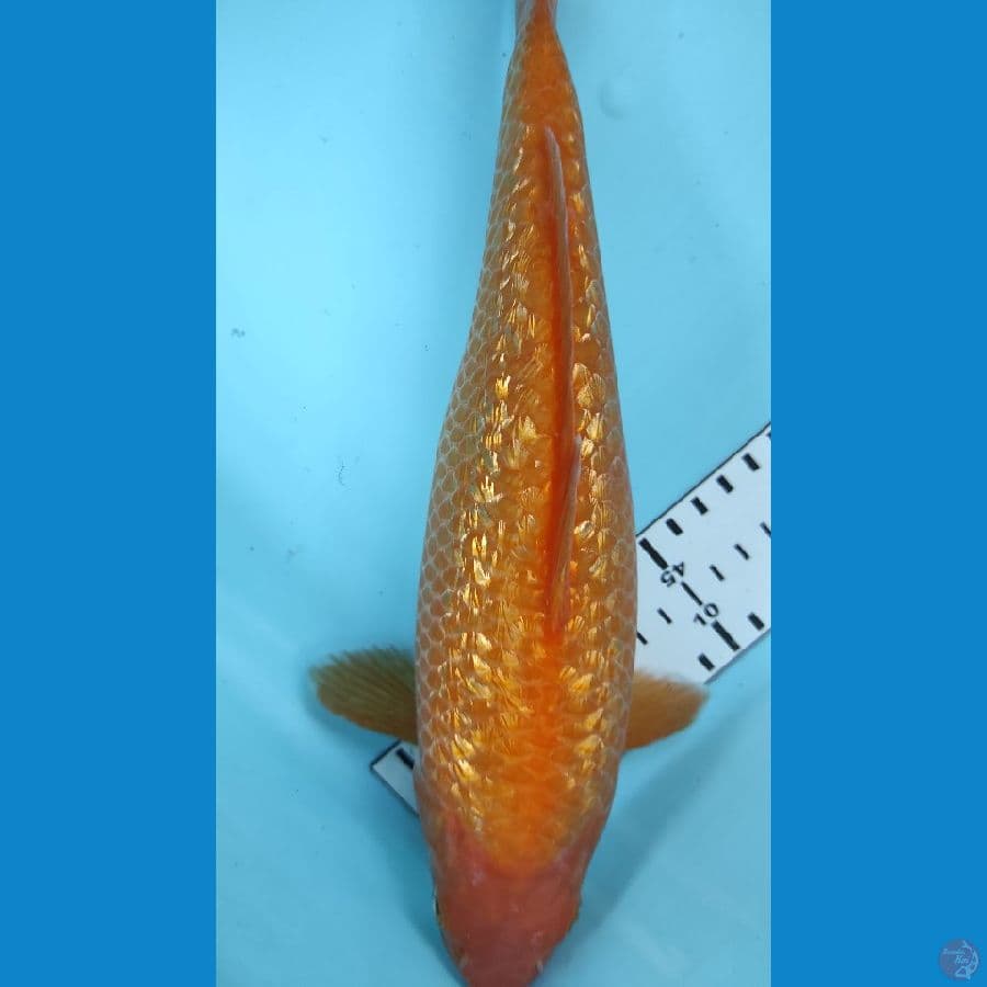 30cm red karasi MM