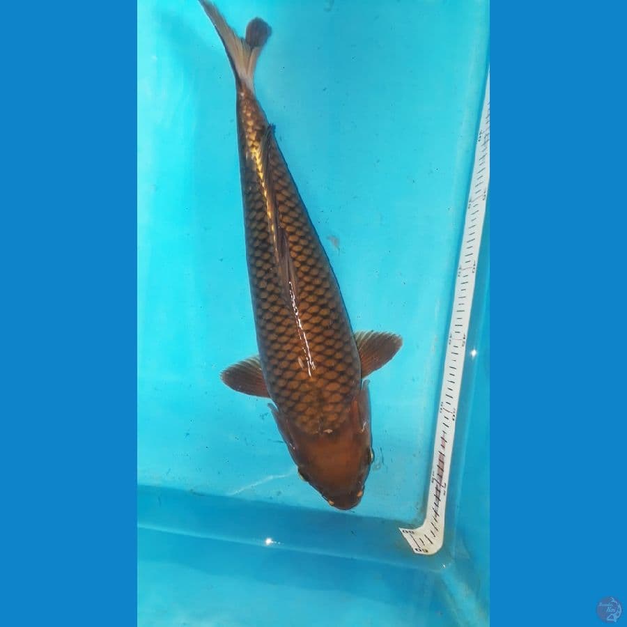 caghoi tembaga
