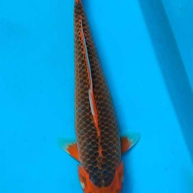 Akamasuba 41cm F1