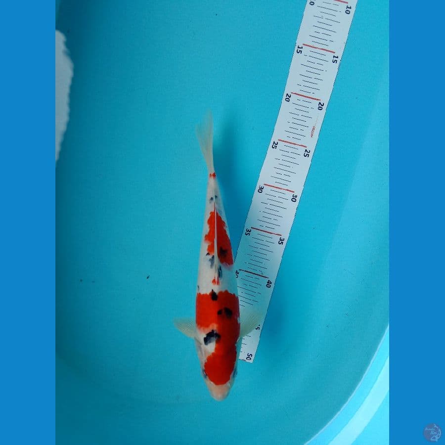 SANKE ORI 29 CM FEMALE