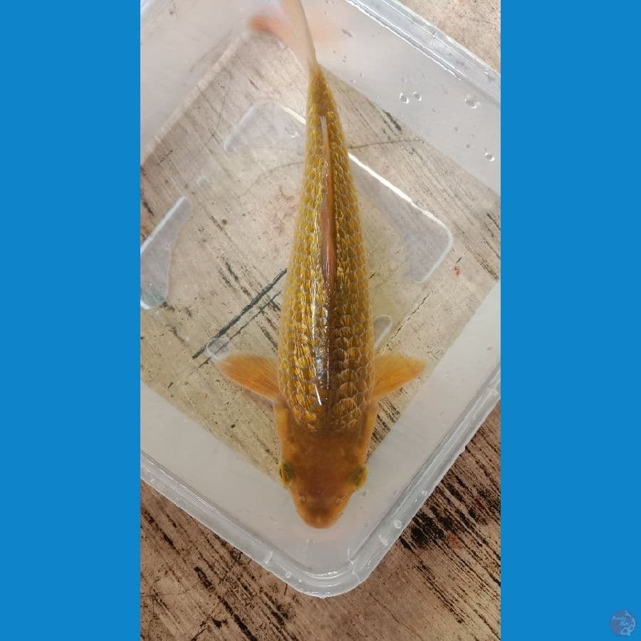 caramel 24 cm