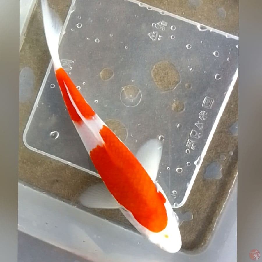 Kohaku halus 16cm