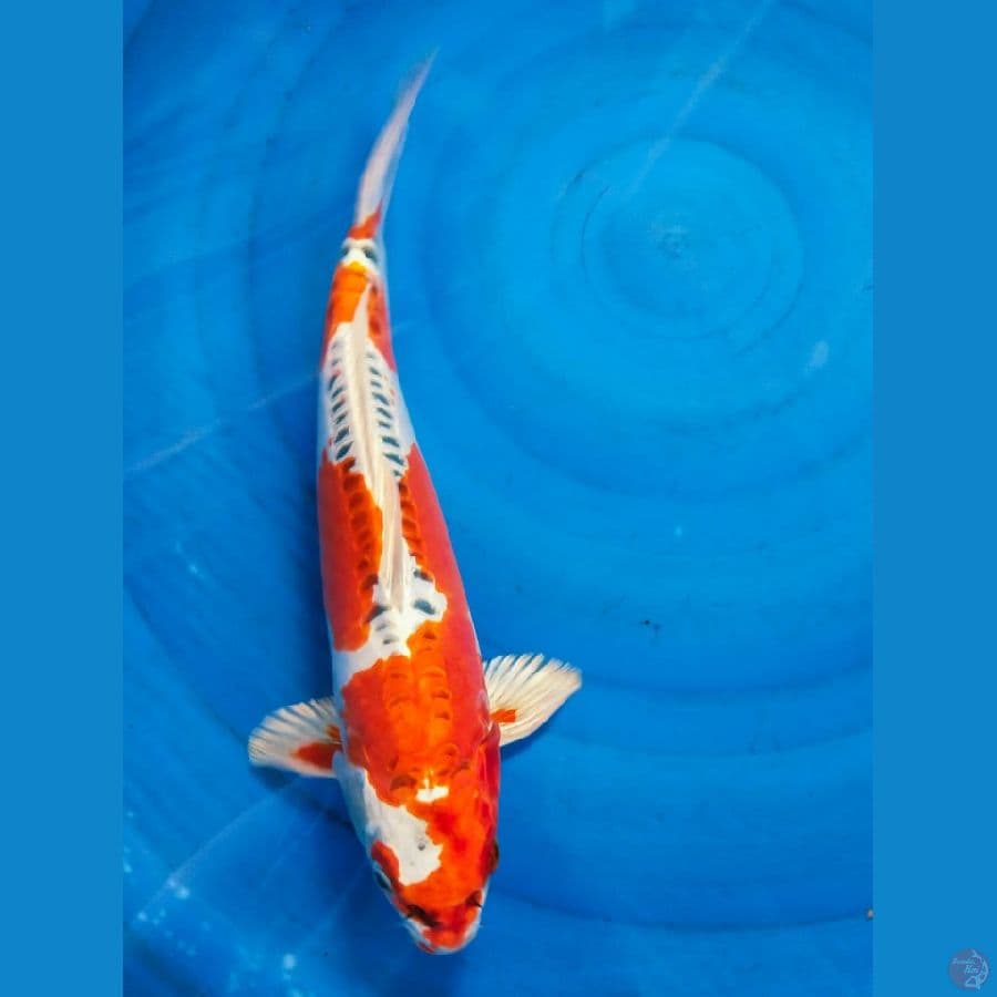 kiko 41cm jantan