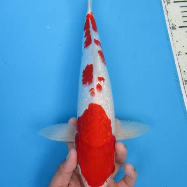 Kohaku ginrin male