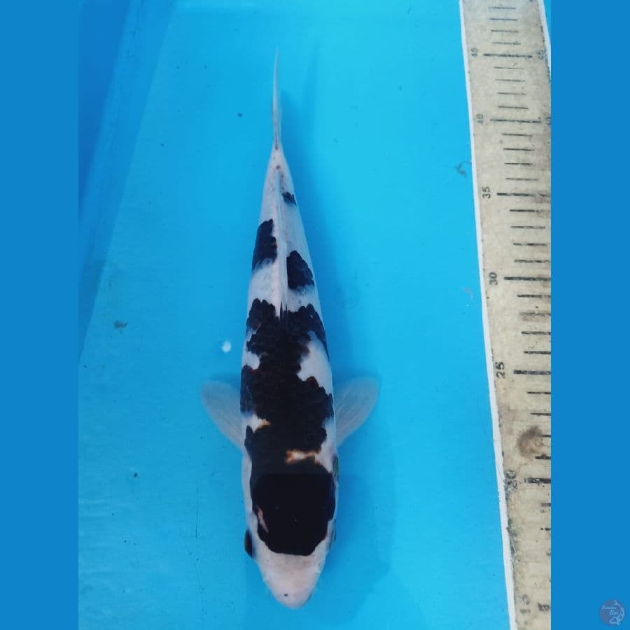goromo