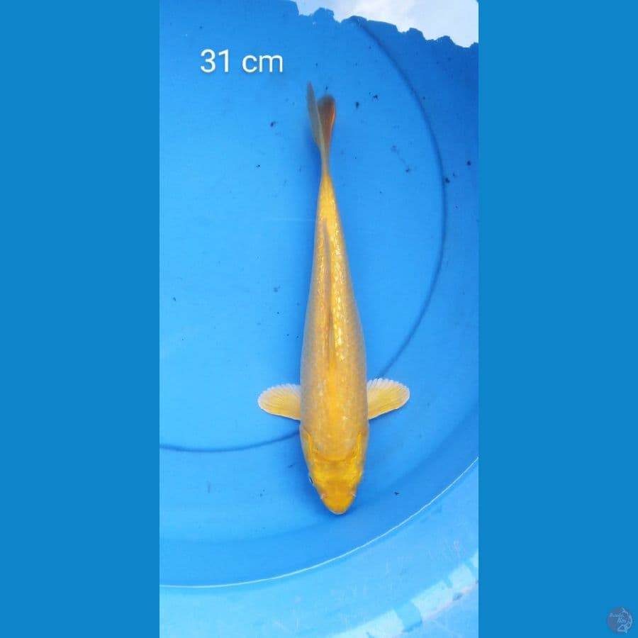 Karashi ginrin mata merah 31 cm