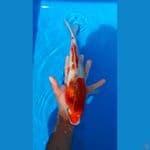 Kohaku size 31 cm