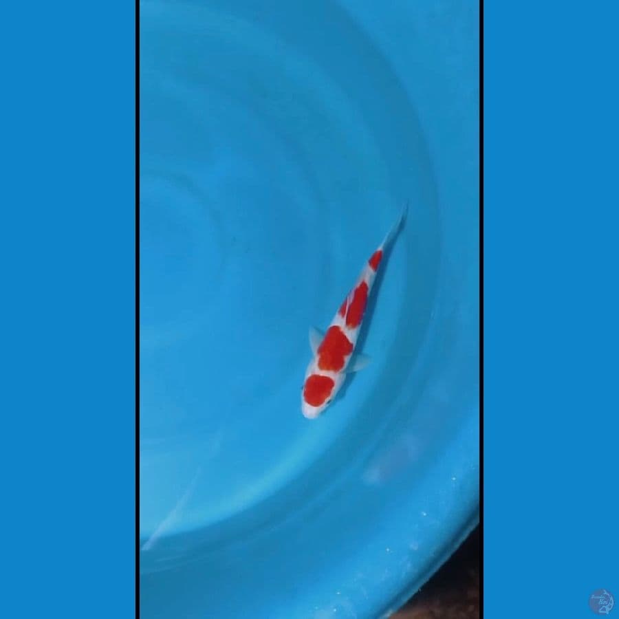 KUHAKU SQ 
