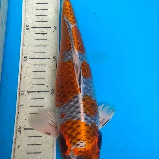 Kiko 30 cm